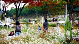 경기 안산 고잔역 구절초 가로공원 - 팝코넷 | 출사지 정보 경기 안산 고잔역 구절초 가로공원