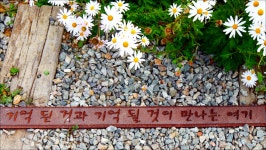 경기 안산 고잔역 구절초 가로공원 - 팝코넷 | 출사지 정보 경기 안산 고잔역 구절초 가로공원