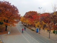 오늘자 올림픽공원 단풍사진 - 팝코넷 | 자유게시판 오늘자 올림픽공원 단풍사진