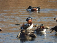 오늘자 중랑천 원앙새 - 팝코넷 | 자유게시판 오늘자 중랑천 원앙새
