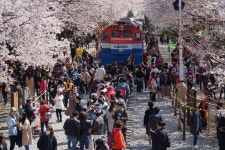 현재 진해 경화역 상황 - 팝코넷 | 자유게시판 현재 진해 경화역 상황