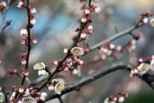 오늘자 광양 매화마을 매화꽃 상황 - 팝코넷 | 자유게시판 오늘자 광양 매화마을 매화꽃 상황