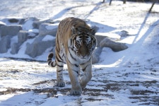 백두산 호랭이 - 팝코넷 | 자유게시판 백두산 호랭이