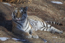 백두산 호랭이 - 팝코넷 | 자유게시판 백두산 호랭이