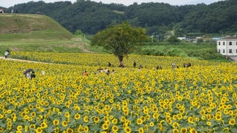현재 연천 호로고루 해바라기 대박 - 팝코넷 | 자유게시판 현재 연천 호로고루 해바라기 대박