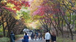 오늘자 천안 독립기념관 단풍숲 - 팝코넷 | 자유게시판 오늘자 천안 독립기념관 단풍숲