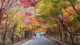 현재 필레 약수터 입구 단풍 - 팝코넷 | 자유게시판 현재 필레 약수터 입구 단풍