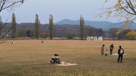 오늘자 여주 강천섬 은행길 - 팝코넷 | 자유게시판 오늘자 여주 강천섬 은행길