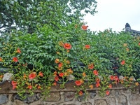 [RX 100] 진득한 능소화 - 똑딱이 Talk [RX 100] 진득한 능소화