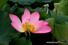 [S1] 7월 17일 연꽃(관곡지) - 똑딱이 Talk [S1] 7월 17일 연꽃(관곡지)