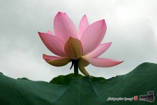 [S1] 연꽃(관곡지) - 똑딱이 Talk [S1] 연꽃(관곡지)