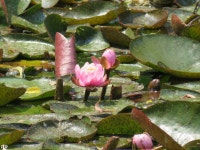 [SX 730-HS] 진해 내수면 환경생태공원 - 똑딱이 Talk [SX 730-HS] 진해 내수면 환경생태공원
