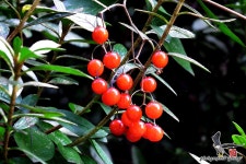 [FinePix S1] 붉은 결실 - 똑딱이 Talk [FinePix S1] 붉은 결실