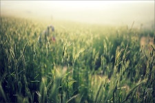 [5DSR | 탐론 45.8VC] 안성목장의 일출 그리고 풀떼기들 입니다. ㅎ ㅎ - 캐논 Talk [5DSR | 탐론 45.8VC] 안성목장의 일출 그리고 풀떼기들... 