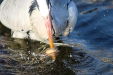 천변 - 캐논 Talk 천변