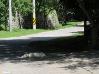 경주 골굴사에서 만난 진도견들 입니다 ㅎㅎㅎㅎㅎㅎ - 캐논 Talk 경주 골굴사에서 만난 진도견들 입니다 ㅎㅎㅎㅎㅎㅎ