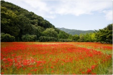 [5D Mark IV] 선운사 꽃무릇 - 캐논 Talk [5D Mark IV] 선운사 꽃무릇