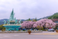 [750D] 현충원 벚꽃입니다. - 캐논 Talk [750D] 현충원 벚꽃입니다.