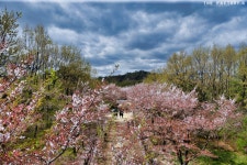 벚꽃 엔딩 - 캐논 Talk 벚꽃 엔딩