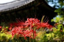 길상사 꽃무릇(석산)10 p - 캐논 Talk 길상사 꽃무릇(석산)10 p