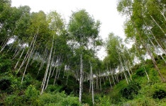 [HS30exr] 강원 원대리 자작나무 슾.. - 후지필름 Talk [HS30exr]  강원 원대리 자작나무 슾..