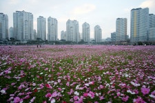 [ X-T1 + X-A1 + 삼양 12mm + 삼양 300mm ] 수원 광교중앙역... Talk [ X-T1 + X-A1 + 삼양 12mm + 삼양 300mm ] 수원 광교중앙역 코스모스