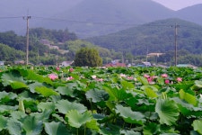 [T20+삼양 85.4] 밀양연꽃단지 2 - 후지필름 Talk [T20+삼양 85.4] 밀양연꽃단지 2