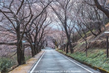 [GFX50S2+GF3264] 하동 화계장터 아직 못다 핀 벚꽃 - 후지필름 Talk [GFX50S2+GF3264] 하동 화계장터 아직 못다 핀 벚꽃