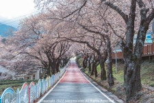 [GFX50S2+GF3264] 하동 화계장터 아직 못다 핀 벚꽃 - 후지필름 Talk [GFX50S2+GF3264] 하동 화계장터 아직 못다 핀 벚꽃