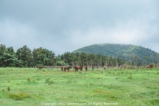[GFX50S2 + GF3264] 제주도 한담해변, 성이시돌목장, 남원어촌계 장노출, 새연교 야경 - 후지필름 Talk [GFX50S2 + GF3264] 제주도 한담해변... 