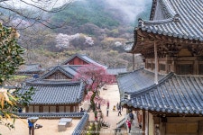 [GFX100S] 구례 산수유마을, 화엄사, 화동 십리벚꽃길 - 후지필름 Talk [GFX100S] 구례 산수유마을, 화엄사, 화동 십리벚꽃길