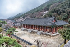 [GFX100S] 구례 산수유마을, 화엄사, 화동 십리벚꽃길 - 후지필름 Talk [GFX100S] 구례 산수유마을, 화엄사, 화동 십리벚꽃길