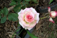 [c875]또 장미(1) - 코닥 Talk [c875]또 장미(1)