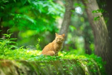 [14n] 숲속이 고양이 - 코닥 Talk [14n] 숲속이 고양이