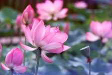 [460+m42]어린이 대공원 연꽃... - 코닥 Talk [460+m42]어린이 대공원 연꽃...