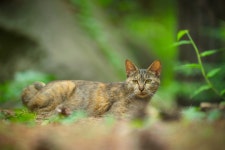 [14n] 고양이의 숲 - 코닥 Talk [14n] 고양이의 숲