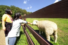 [slr/n] 삼양목장 - 코닥 Talk [slr/n] 삼양목장