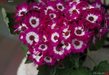 [460] 돌단풍외... - 코닥 Talk [460] 돌단풍외...