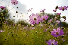 [Q] 공주 석장리 박물관 코스모스, 백제문화제, 독립기념관 - 라이카 Talk [Q] 공주 석장리 박물관 코스모스, 백제문화제, 독립기념관