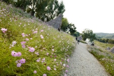 [Q] 공주 석장리 박물관 코스모스, 백제문화제, 독립기념관 - 라이카 Talk [Q] 공주 석장리 박물관 코스모스, 백제문화제, 독립기념관