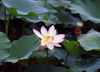 [645N+A645 300/4] 부여 궁남지에서...연꽃 몇 장.., - 라이카 Talk [645N+A645 300/4] 부여 궁남지에서...연꽃 몇 장..,