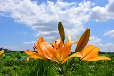 [연꽃테마파크] - 니콘 Talk [연꽃테마파크]