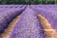 [D810+70-200vc] 라벤더~ - 니콘 Talk [D810+70-200vc] 라벤더~