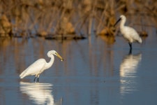 [D500+600FL+TC14E3]백로의 물고기 사냥 - 니콘 Talk [D500+600FL+TC14E3]백로의 물고기 사냥