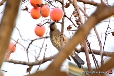 [D7100] 감나무에 직박구리 - 니콘 Talk [D7100] 감나무에 직박구리