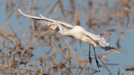 [D500+600FL]백로의 美 - 니콘 Talk [D500+600FL]백로의 美