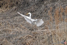 [D500+16-300] 백로 - 니콘 Talk [D500+16-300] 백로