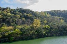 [D4s+35N]입곡공원의 봄 - 니콘 Talk [D4s+35N]입곡공원의 봄