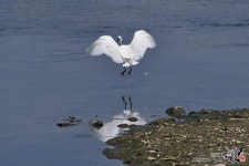 [D500] 백로 - 니콘 Talk [D500] 백로