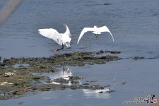 [D500] 백로 - 니콘 Talk [D500] 백로